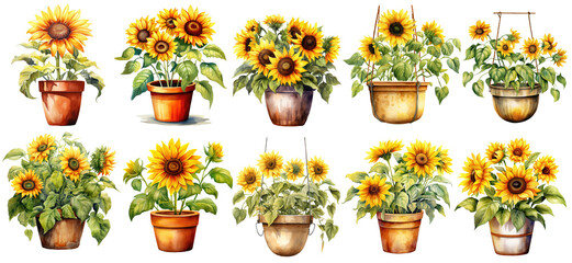 Set of sunflower plant pot watercolor illustrations - A detailed realistic illustration set of sunflowers in different pots and arrangements, isolated on transparent background. - obrazy, fototapety, plakaty
