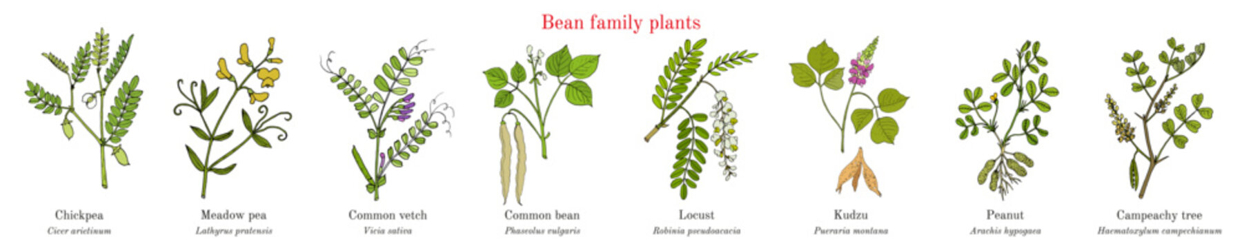 Bean family plants. (Fabaceae, Leguminosae or Papilionaceae).