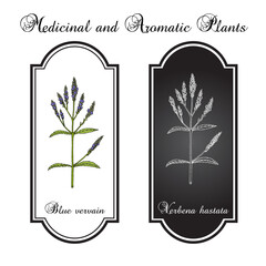 Blue vervain (Verbena hastata), medicinal plant. Hand drawn botanical vector illustration