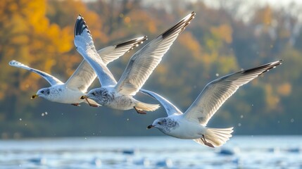Fototapeta premium Seagulls soaring, a graceful ensemble against a clear backdrop, their movements frozen in time, showcasing the elegance of flight, AI Generative