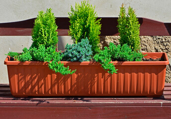 karłowe iglaste krzewy w donicy, małe iglaki w doniczce, small conifers in a pot, green conifers in pot, Miniature conifers trees as an ornament on the pot, thuja, Juniperus, tuje i jałowce    © kateej