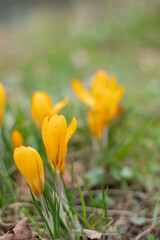 Yellow crocuses bloom in a clearing, heralding the start of spring