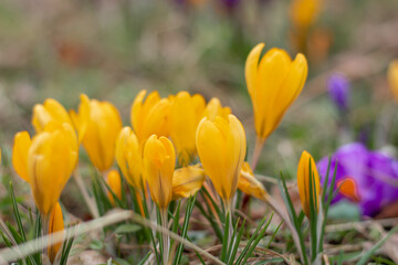 Yellow crocuses bloom in a clearing, heralding the start of spring