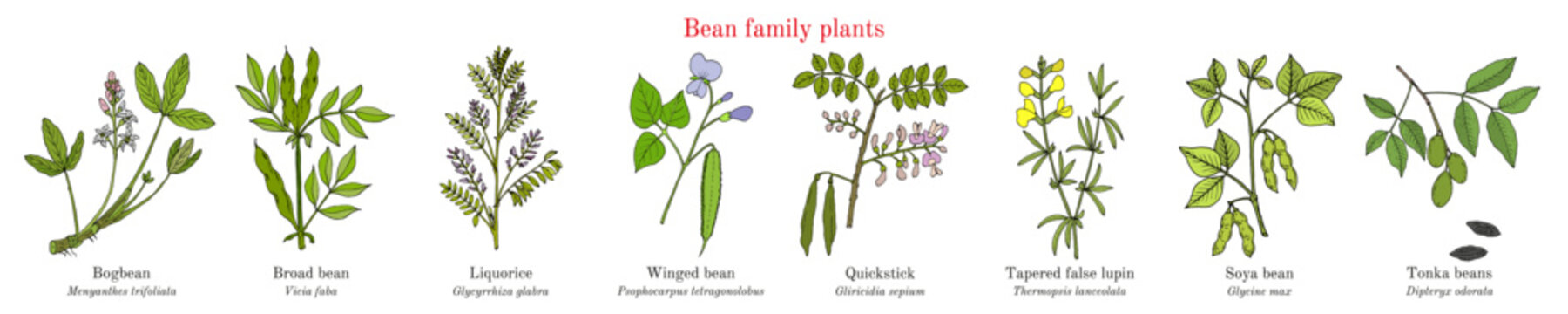 Bean family plants. (Fabaceae, Leguminosae or Papilionaceae).