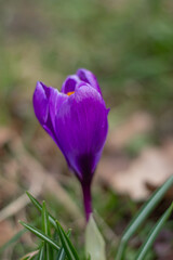Purple crocuses bloom in a clearing, heralding the start of spring