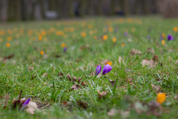 purple and yellow crocuses grow in a clearing. the beginning of spring. Flowers In Spring
