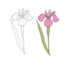 iris flower drawn in vector, postcard with a delicate flower