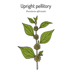 Upright pellitory or eastern pellitory-of-the-wall (Parietaria officinalis), edible and medicinal plant.