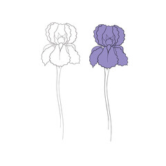 iris flower drawn in vector, postcard with a delicate flower