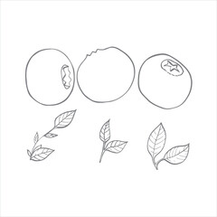 vector illustration of berries and leaves of blueberry, serviceberry. Picture of berries,