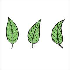 vector illustration of plant leaves, picture of plant elements,