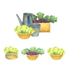 a set of watercolor illustrations on a country theme, garden pictures, postcards for farmers, harvest, vegetables