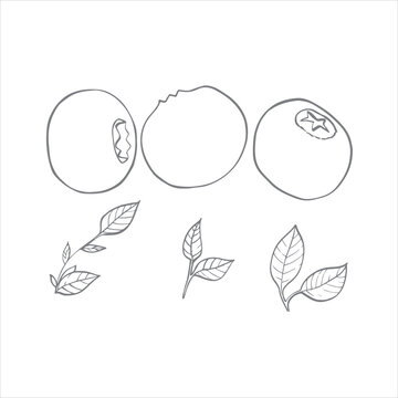 vector illustration of berries and leaves of blueberry, serviceberry. Picture of berries,