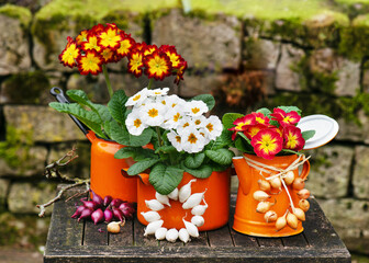 Spring flower arrangement with colorful with colorful primula flowers in orange enamel pots and...