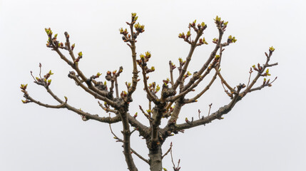 Finally the tree stands having given its all in the fruitbearing cycle. But in its place new buds and blossoms have already emerged signaling the start of a new growth cycle
