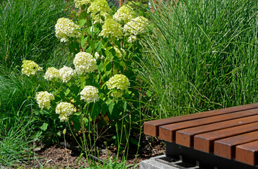 trawy ozdobne i hortensja bukietowa obok ławki, kącik wypoczynkowy w ogrodzie, Hydrangea paniculata, grasses and hydrangea next to the bench. relaxation corner in the garden. bushes   © kateej