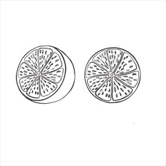 lemon vector illustration. lemon picture for a postcard. Citrus fruit for tea
