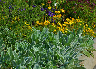 Fototapeta premium czyściec wełnisty, kolorowe kwiaty i czyściec na rabacie, Stachys byzantina or Stachys lanata, lamb's ear, woolly hedgenettle 