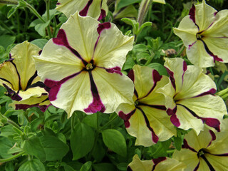 biało-różowe kwiaty petunii, białe kwiaty petuni w paski, Petuniahybrida, white striped petunia flowers, striped white purple petunia flowers - obrazy, fototapety, plakaty