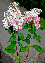 kwitnąca hortensja bukietowa, białe kwiaty, hydrangea paniculata   © kateej