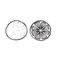 lemon vector illustration. lemon picture for a postcard. Citrus fruit for tea
