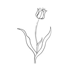 illustration of a tulip drawn in vector, spring bulbous flower.