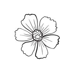 stylized flowers drawn in vector, plant sketch. linear graphics of a natural object