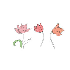 illustration of a tulip drawn in vector, spring bulbous flower.
