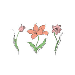 illustration of a tulip drawn in vector, spring bulbous flower.
