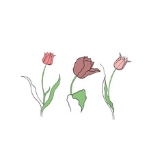 illustration of a tulip drawn in vector, spring bulbous flower.
