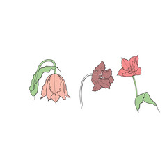 illustration of a tulip drawn in vector, spring bulbous flower.
