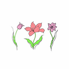 tulips drawn in vector, spring flower. Mother's Day card