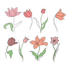 illustration of a tulip drawn in vector, spring bulbous flower.
