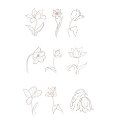 illustration of a tulip drawn in vector, spring bulbous flower.
