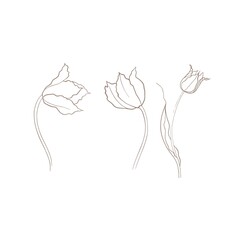 tulips drawn in vector, spring flower. Mother's Day card