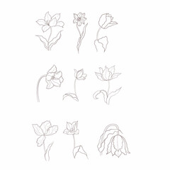 tulips drawn in vector, spring flower. Mother's Day card