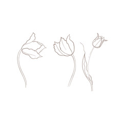 illustration of a tulip drawn in vector, spring bulbous flower.
