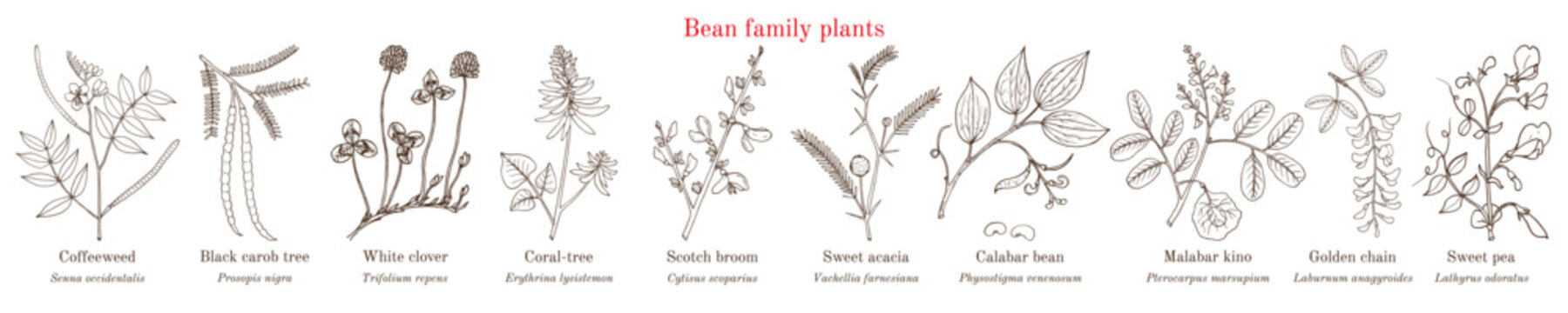 Bean family plants. (Fabaceae, Leguminosae or Papilionaceae).