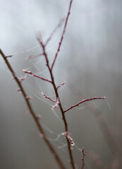 Twigs with water drops and cobwebs. Spring 