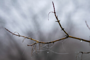 Twigs with water drops and cobwebs. Spring 