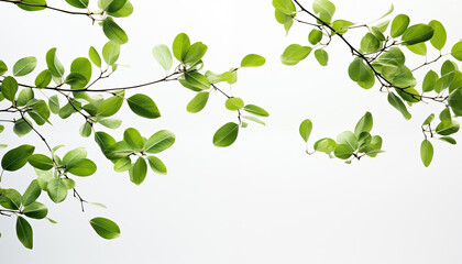 flying green leaves on white background. 