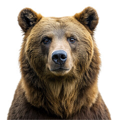 Grizzly Bear isolated on Transparent background.