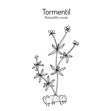 Tormentil (Potentilla erecta), or common cinquefoil, medicinal plant