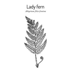 Common lady-fern (athyrium filix-femina), medicinal plant