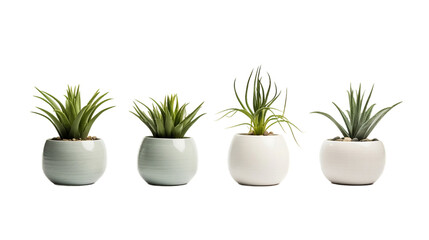 Plants in Ceramic Pots Isolated On Transparent Background Or PNG Background.