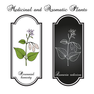 Perennial honesty (Lunaria rediviva), medicinal plant. Hand drawn botanical vector illustration.