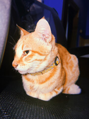 Funny stripy orange cat sitting on chair in dark room. Asian breed kitty. Ginger red kitten indoors. Soft focus. film grain pixel texture. Defocused.