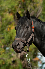 Obraz premium Black breeding horse, Portrait, La Pampa Province, Patagonia, Argentina.