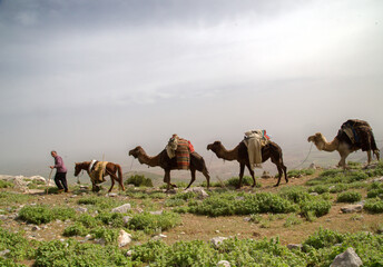 Migration by Camel