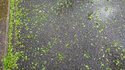 嵐の後　イチョウの若葉が散った地面